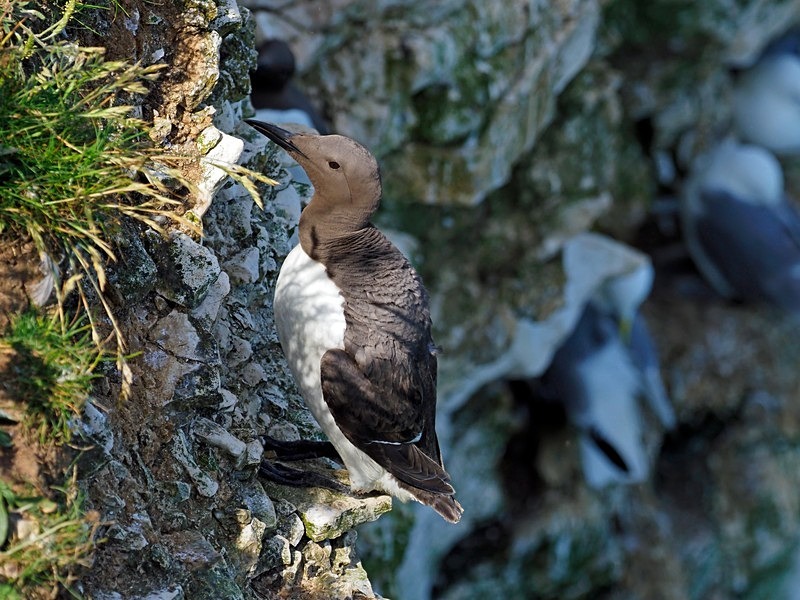 Common Guillemot - Auks