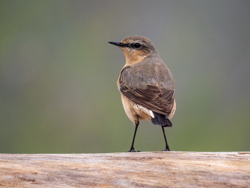 Northern Wheatear - Latest photos