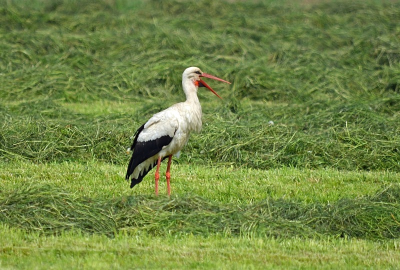 White Stork - North east Poland - May 2013