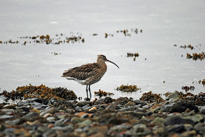 Curlew - Sandpipers