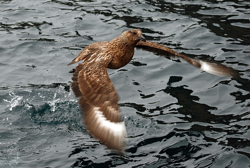 Great Skua - Skuas and shearwaters