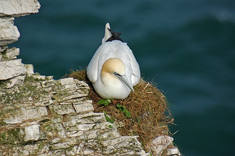Gannet - Gannets