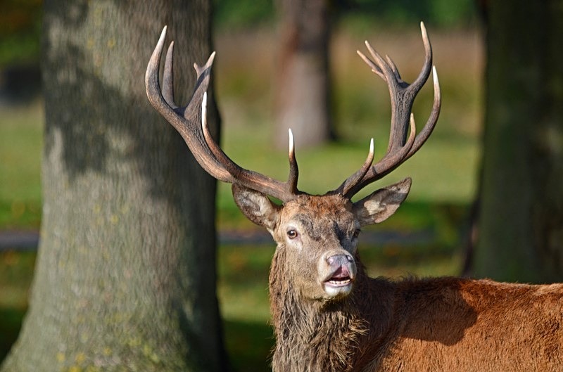 Red Deer - Red Deer