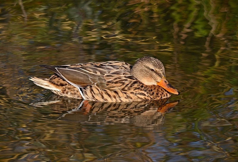 Mallard - Dabbling ducks