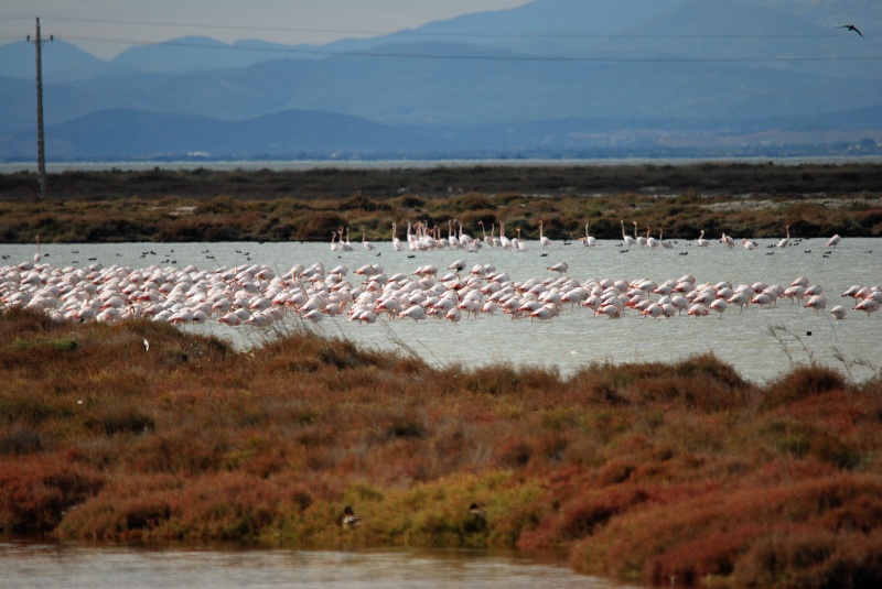 Greater Flamingos - Catalunya