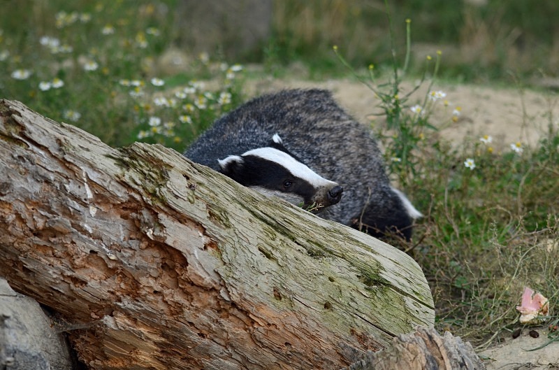 Badger - Badger