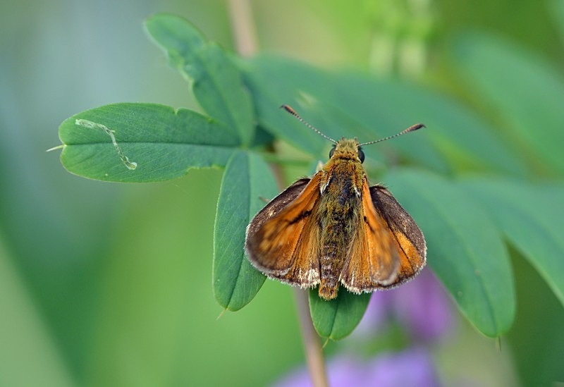 Large Skipper - Butterflies