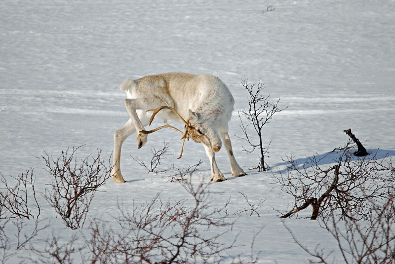 Reindeer - Norway