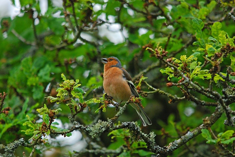 Chaffinch - Finches