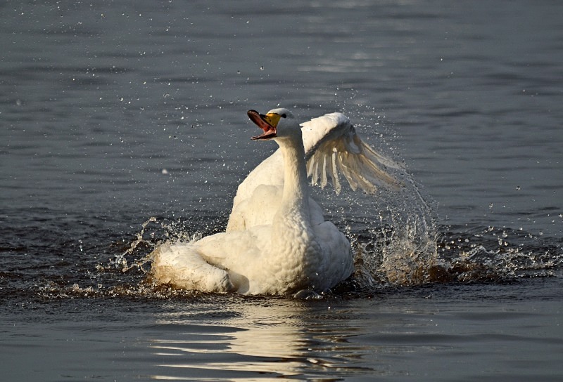 Whooper Swan - Whooper and Bewick's Swans