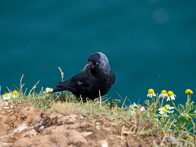 Jackdaw - Crows