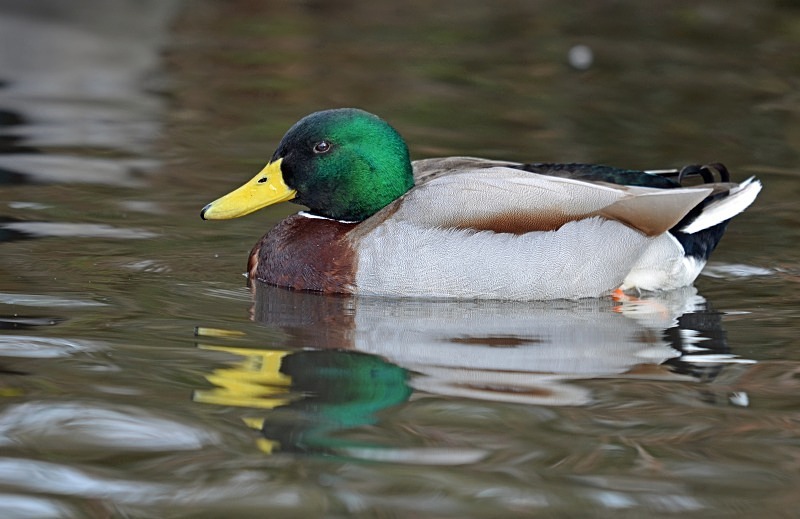 Mallard - Dabbling ducks
