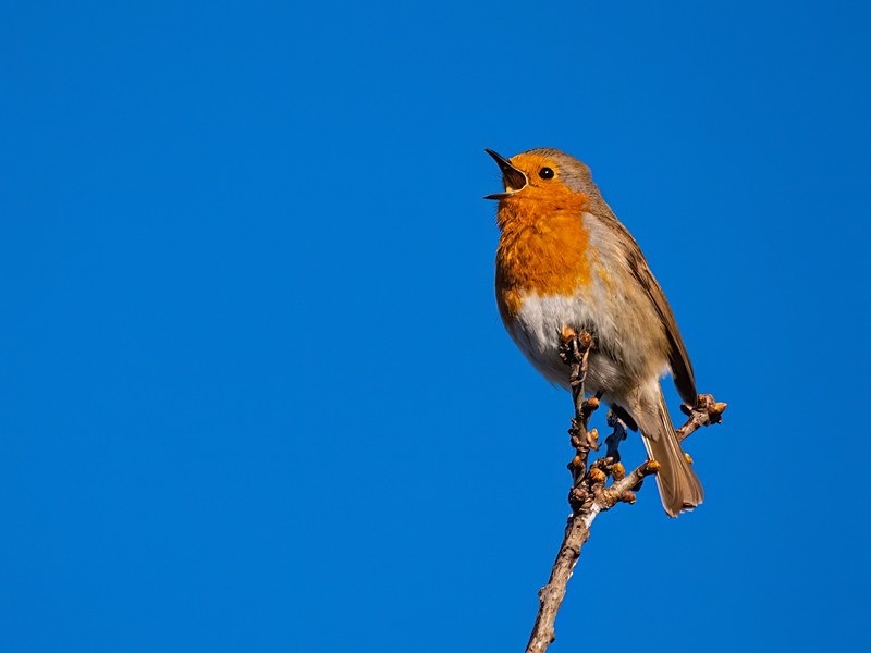 Robin - Robins