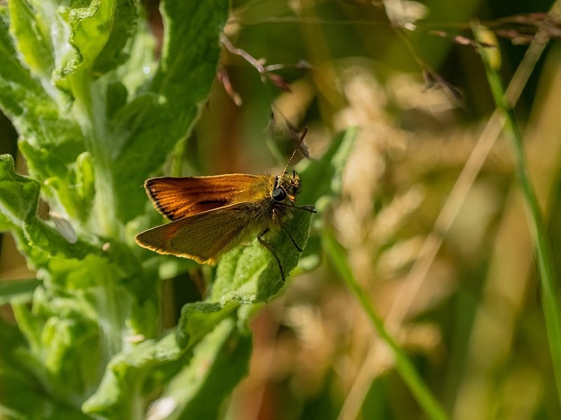 Essex Skipper - Butterflies