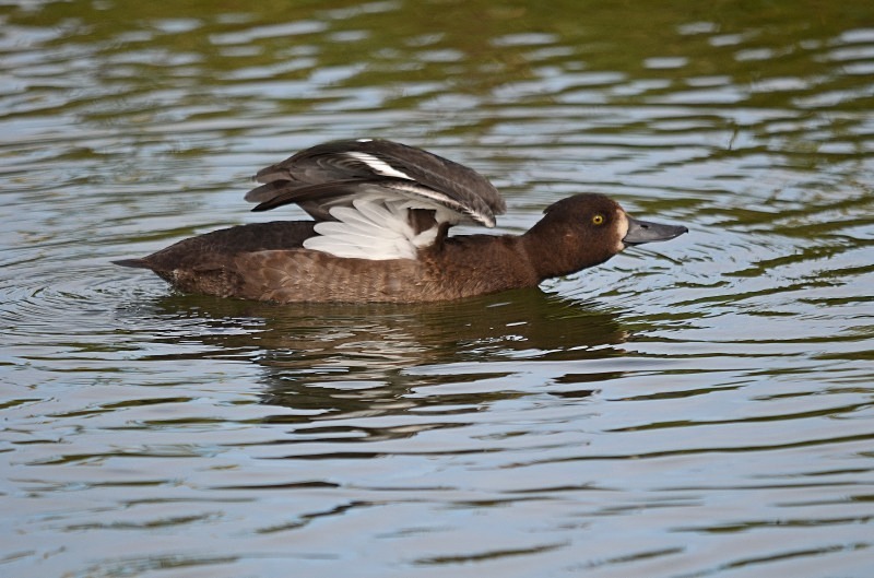 Tufted Duck - Diving ducks