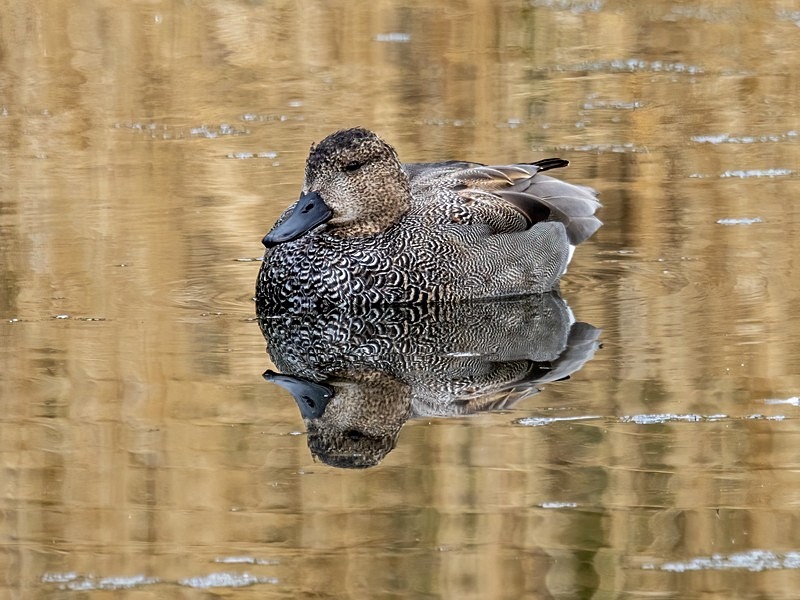 Gadwall - Dabbling ducks