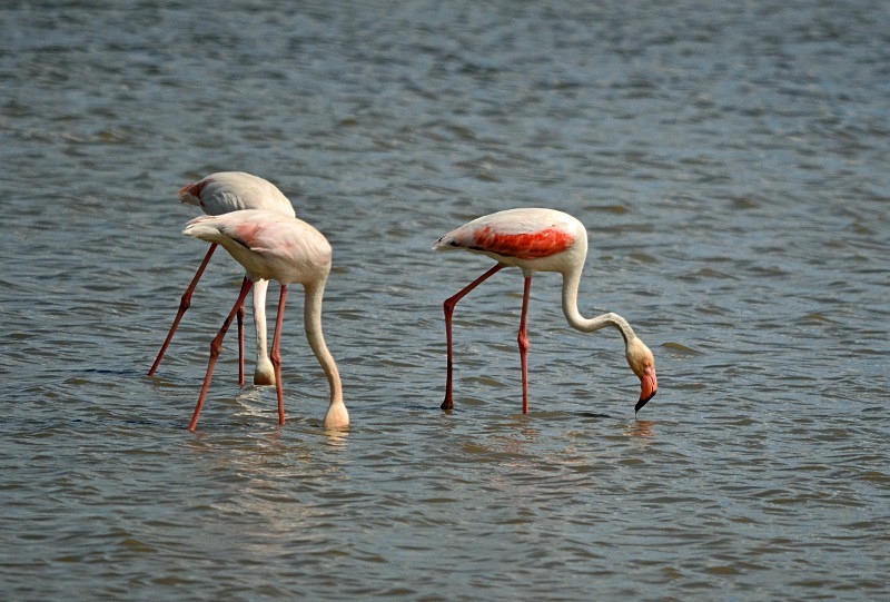 Greater Flamingos - South and west Spain - April and May 2012
