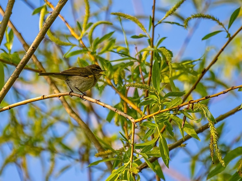 Chiffchaff - Warblers