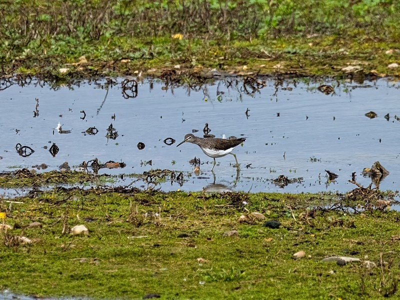 Green Sandpiper - Sandpipers
