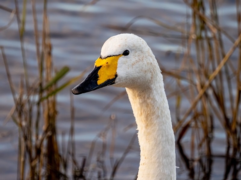 Whooper Swan - Whooper and Bewick's Swans