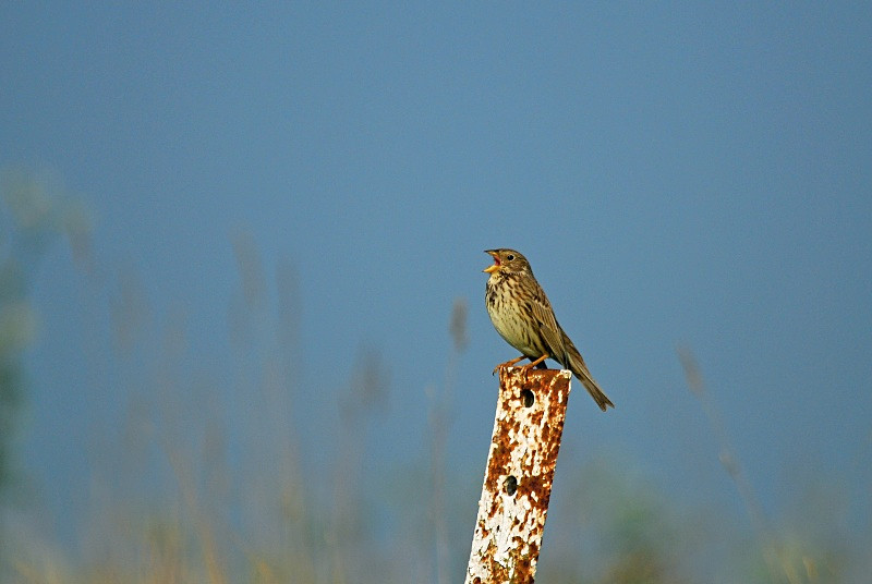 Corn Bunting - Buntings