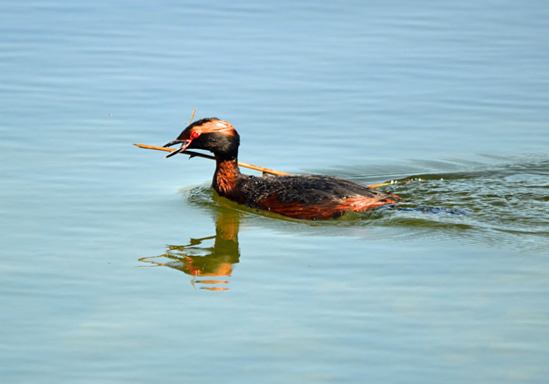Slavonian Grebe - Estonia