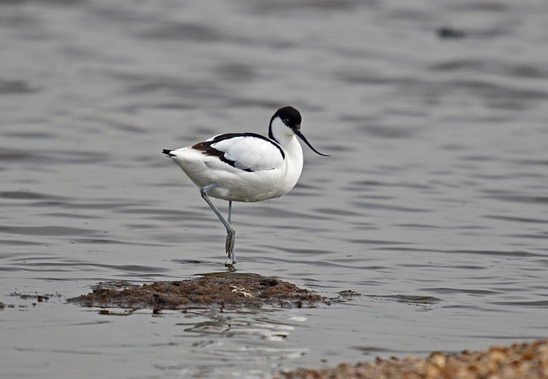 Avocet - Avocets and stilts