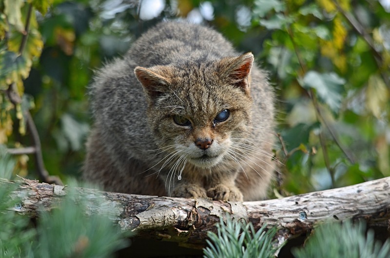 Scottish Wildcat - Scottish Wildcat