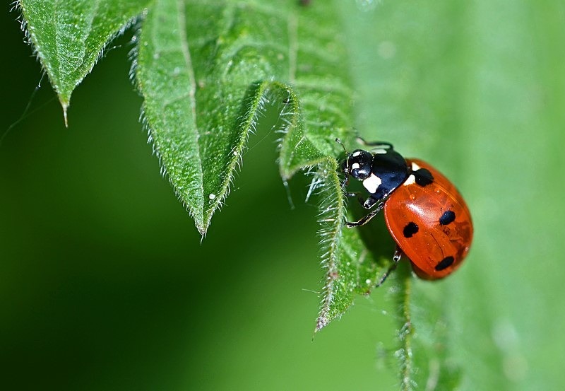 Seven-spot Ladybird - Insects, beetles, spiders, etc.