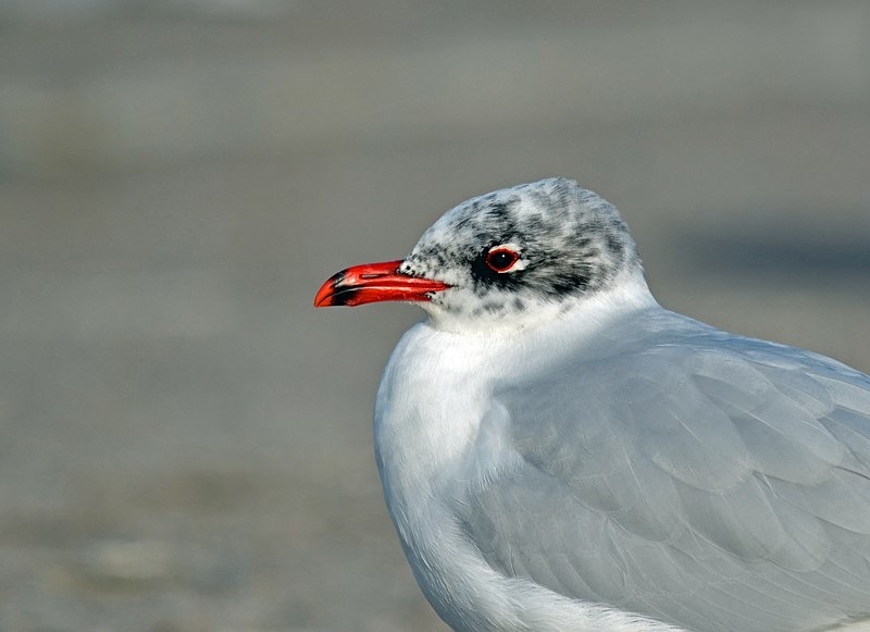 Mediterranean Gull - Gulls