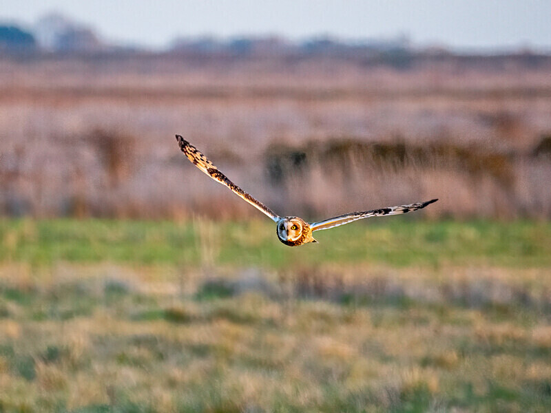 Short-eared Owl - Latest photos