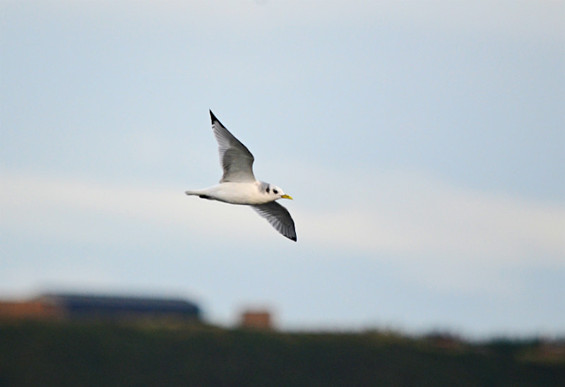 Kittiwake - Gulls