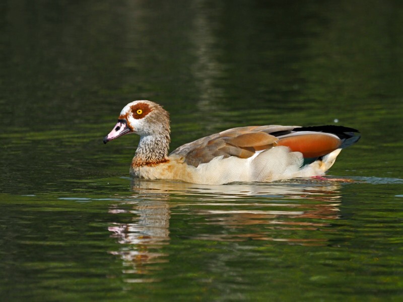 Egyptian Goose - Grey geese