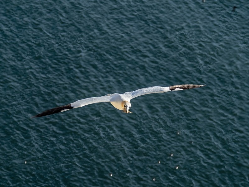 Gannet - Gannets
