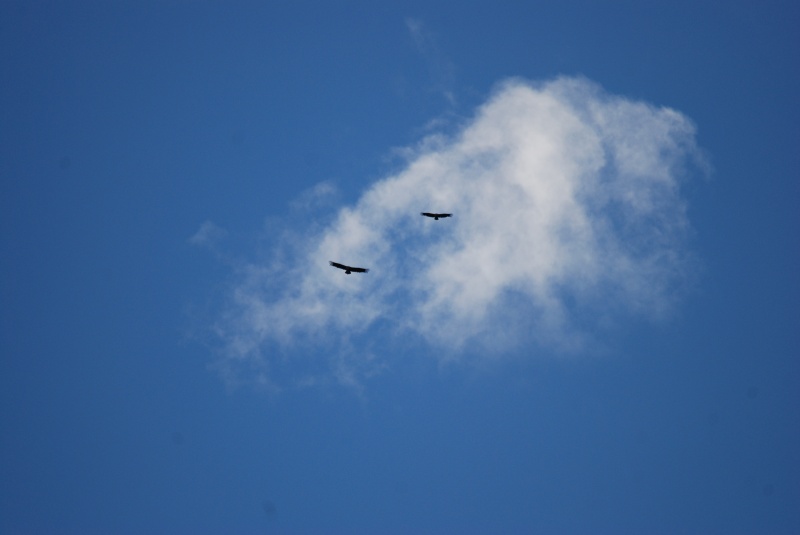 Griffon Vultures - Catalunya