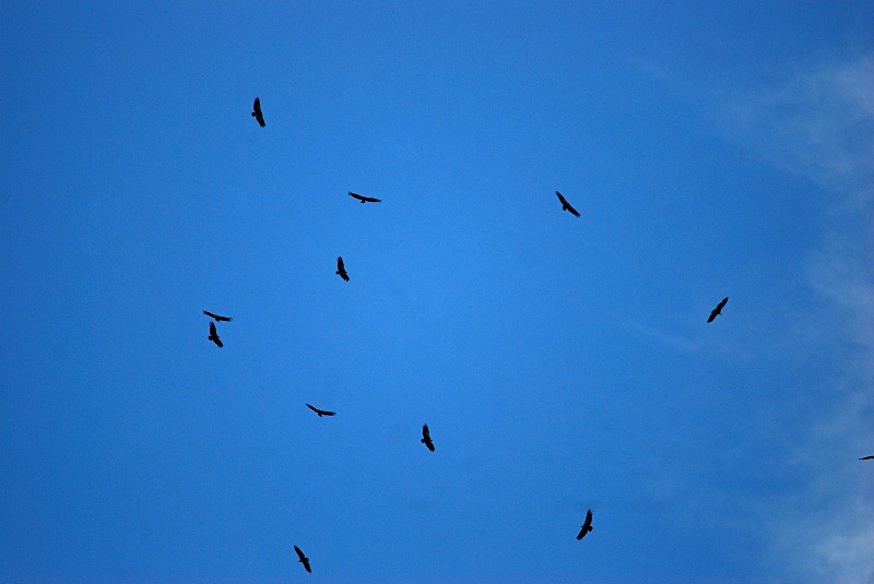Griffon Vultures - South and north west Spain - September 2010