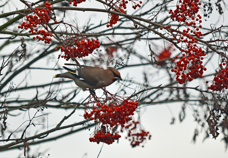 Waxwing - Waxwings