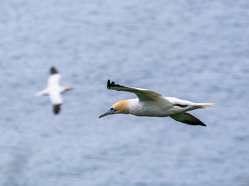 Gannet - Latest photos