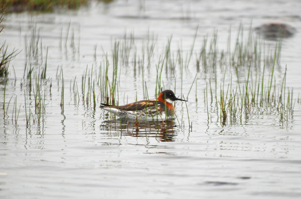 Red-necked Phalarope - Phalaropes