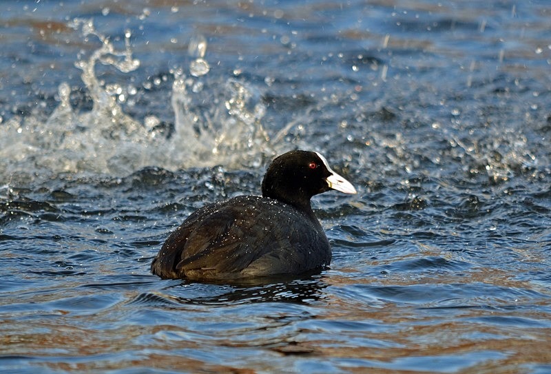Coot - Crakes and rails