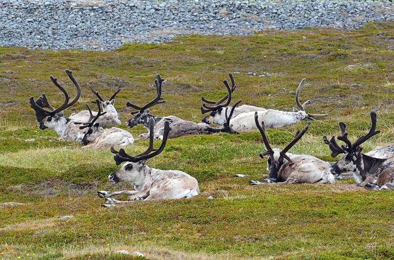 reindeer