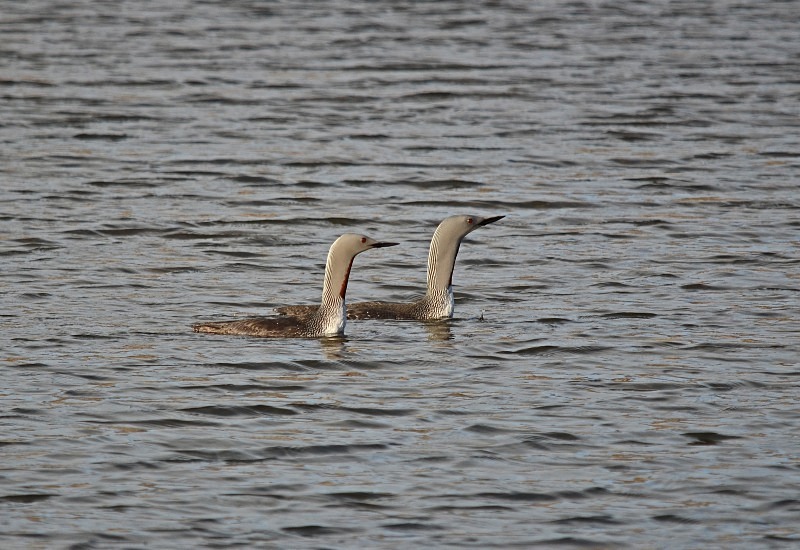 Red-throated Divers - Snæfellsnes peninsula