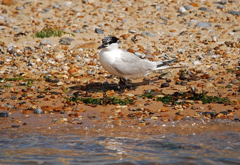 Sandwich Tern - Terns