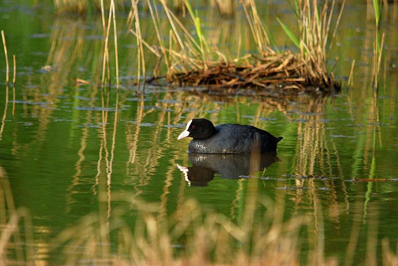 Coot - Crakes and rails