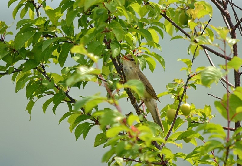 Marsh Warbler - Romania