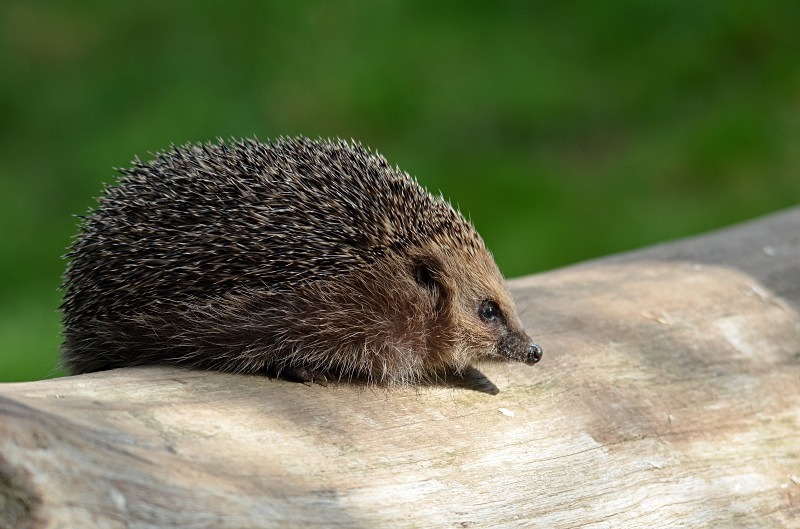Hedgehog - Hedgehog