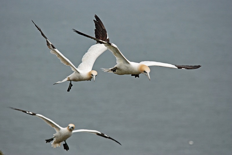 Gannets - Gannets