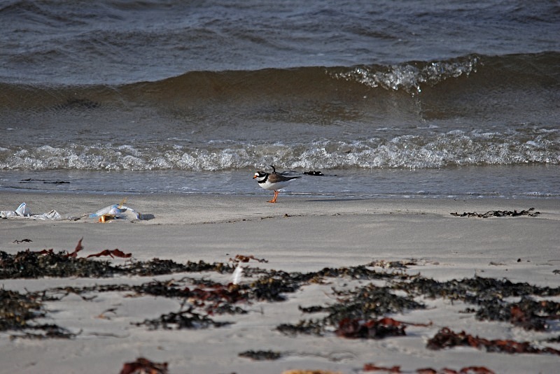 Ringed Plover - North Finland and north Norway - May and June 2009