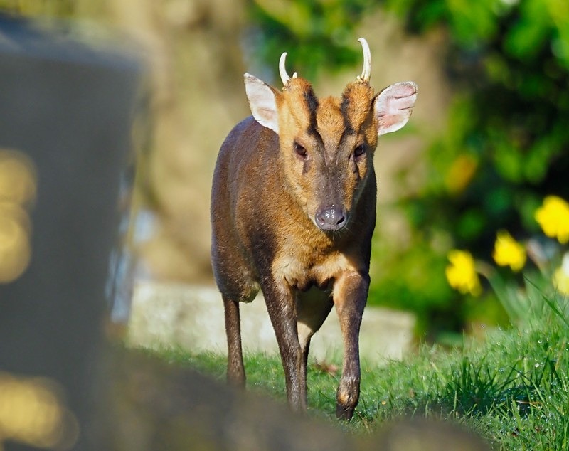 Reeves' Muntjac - Other deer