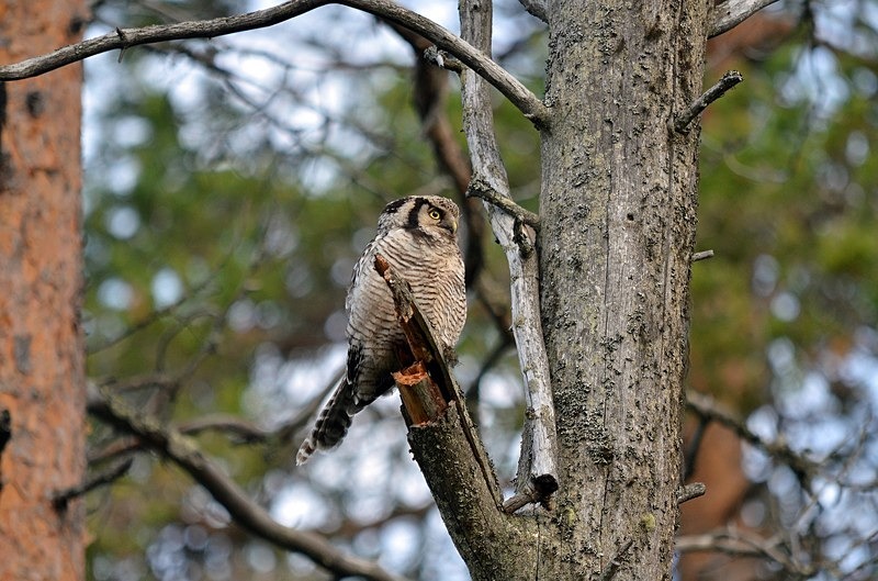 Northern Hawk Owl - North Finland - part 2